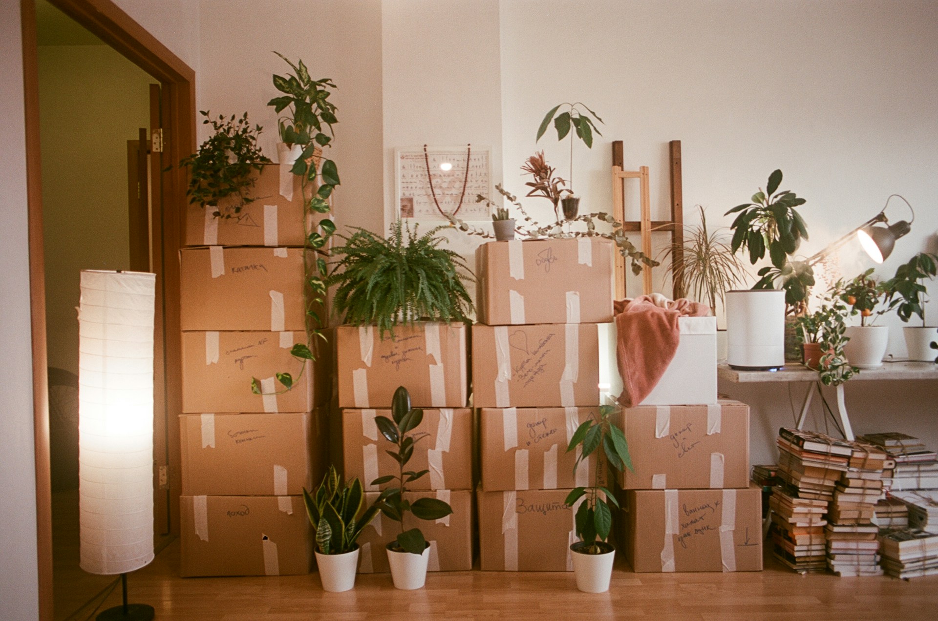 Stacked boxes and houseplants