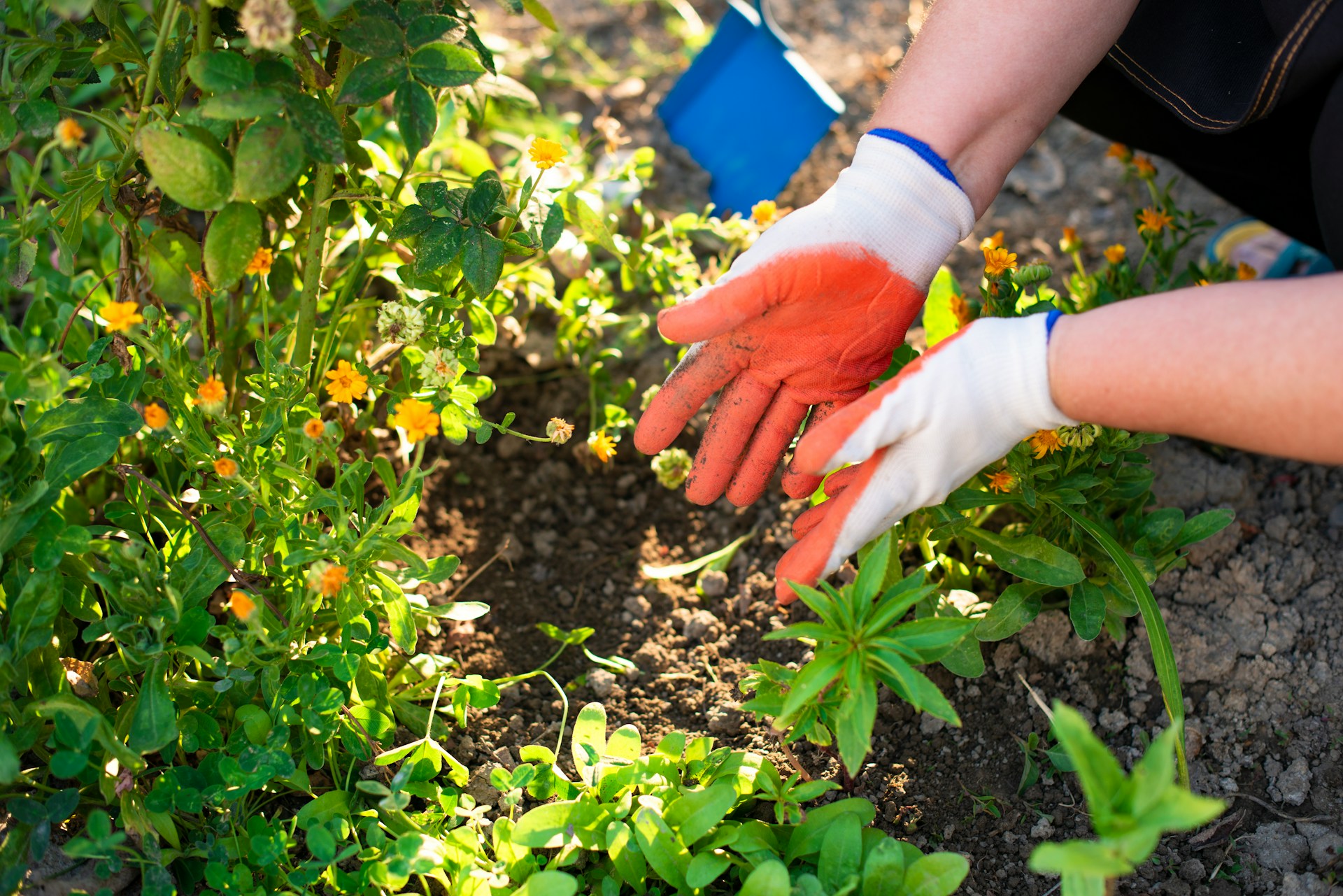 Gloved hands digging garden soil