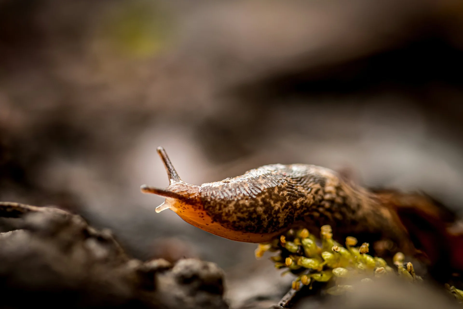 dev-leigh-HzPEX8VllSM-unsplash-2.jpg