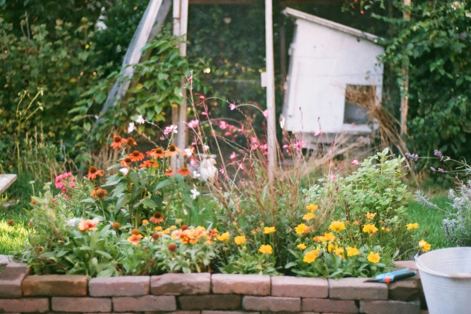chaos gardening wildflowers