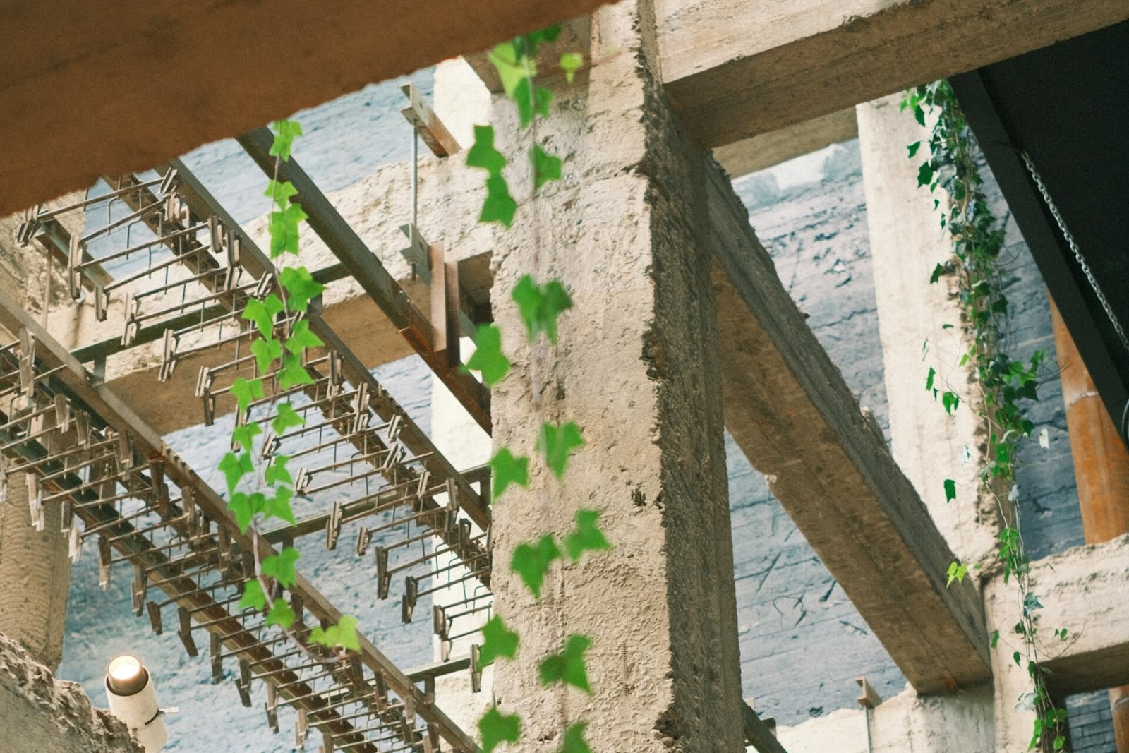 vines around the building