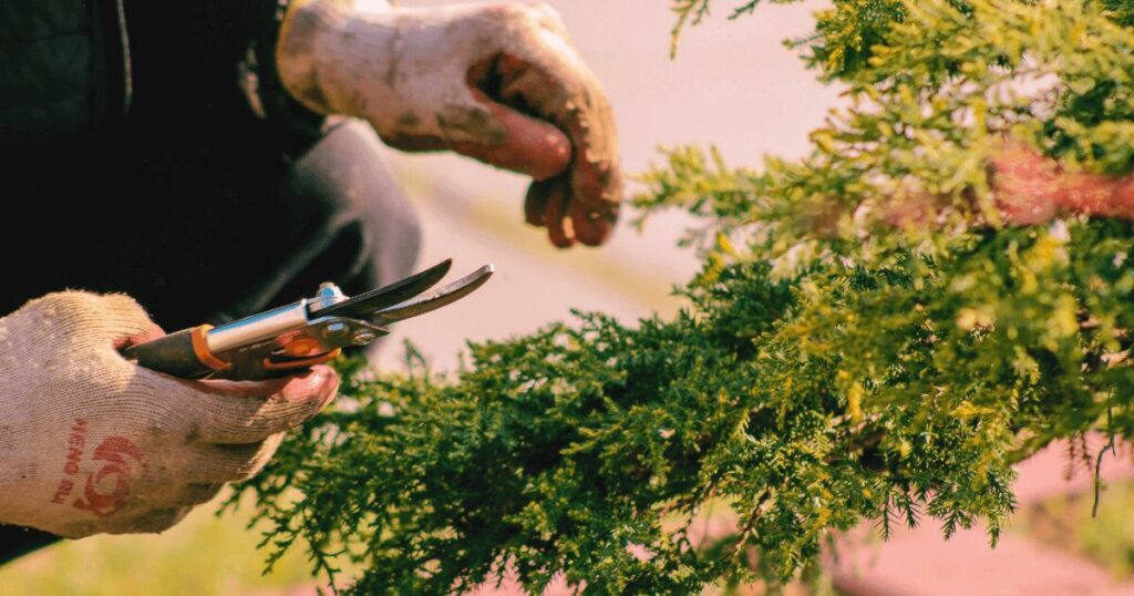 Adult pruning a tree during gardening therapy