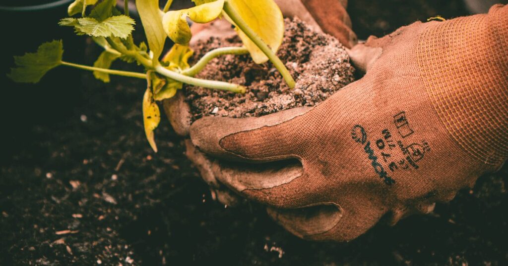 An adults hand busy planting during garden therapy activity