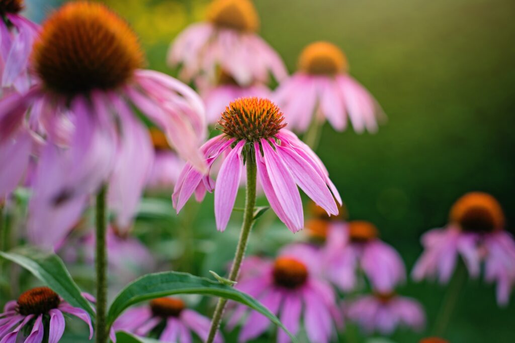 purple flowers in a field