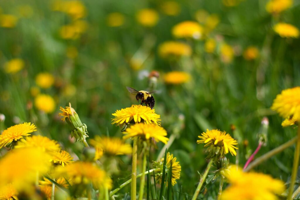 A yellow dandelion is close to the front, with more blurred in the background. A single bee sits on one of them, looking or nectar or pollen.
