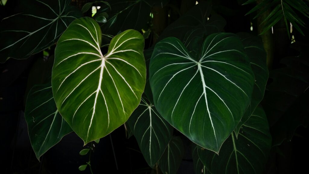 A large heartleaf philodendron sits in shadow with minimal light on two of its large green leaves with white lines throughout the leaves.