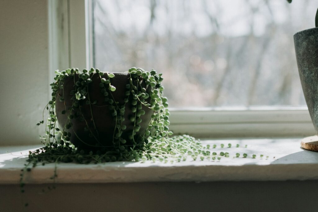A tiny gray pot holds a string of pearls plant. Its small vines stretch along a windowsill. The white windowsill has some winter sunlight on it and a winter treescape is in the background beyond the glass. A larger gray pot sits to the right of the strong of pearls, likely containing another indoor low-maintenance plant.