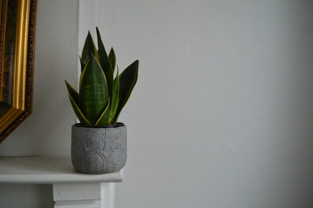 A gray pot covered in swirl holds a yellow and green snake plant on a white mantle. The wall next to it is white and a large gold frame is above the mantle.