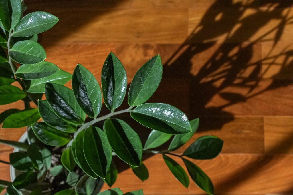 A green, waxy ZZ plant stretches out of its pot on a wooden floor. Sunlight shines behind it, casting a long shadow of its leaves across the floor.