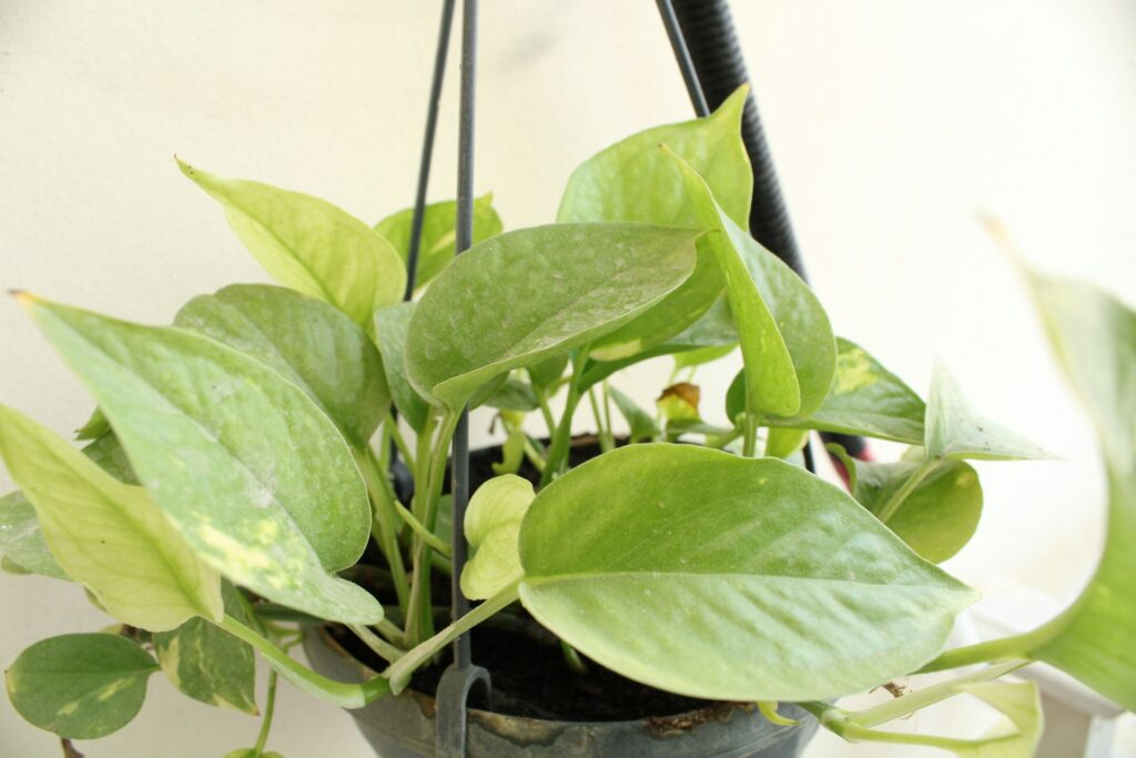 A small, light green money plant chills out in a hanging planter in a sunny spot against a white wall.