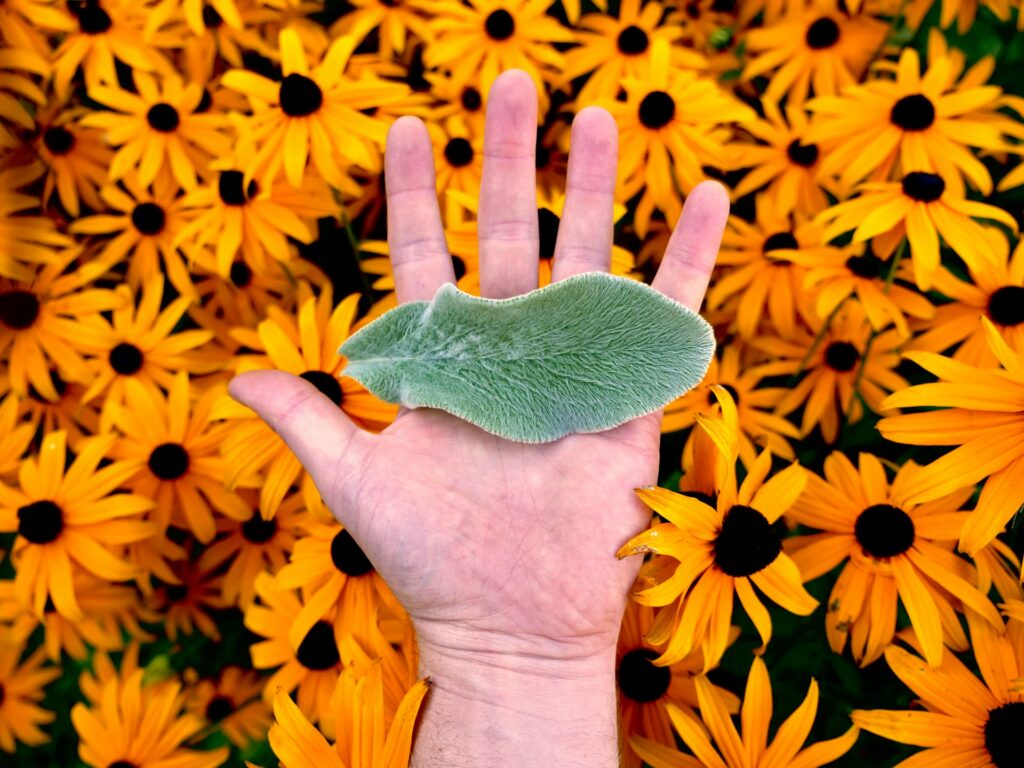 A person holds a soft petal of the rabbit's ear plant above a yellow grouping of black-eyed Susans.