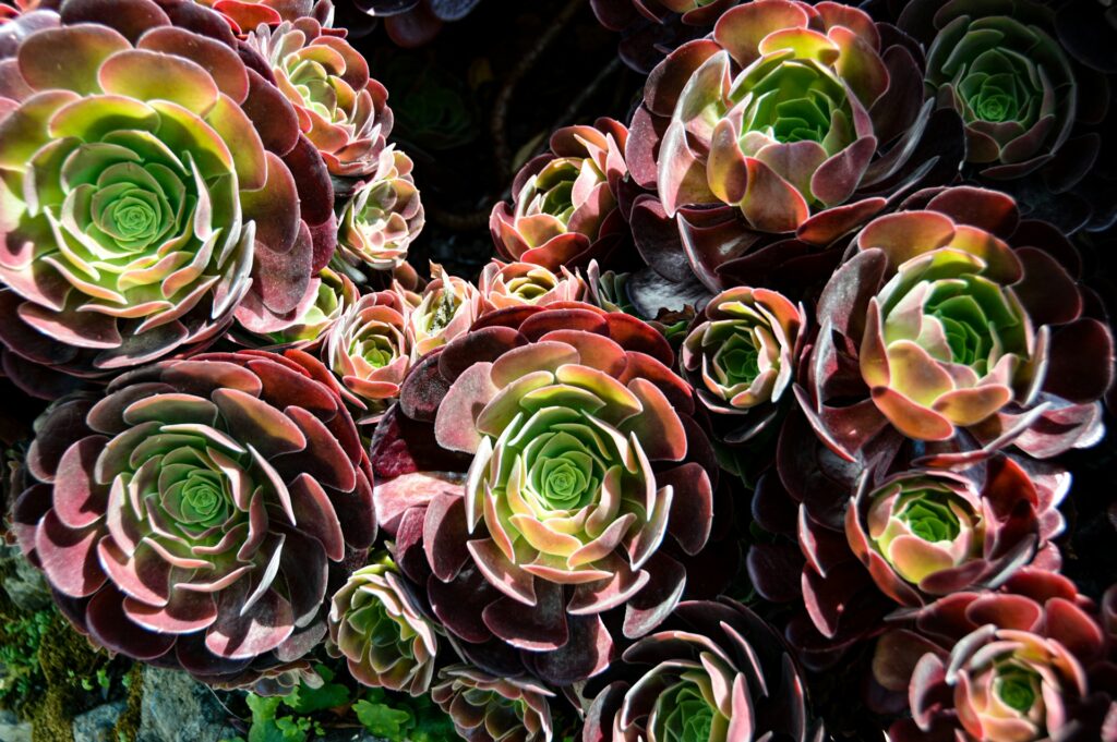 21 black rose aeoniums sit in the sunlight.