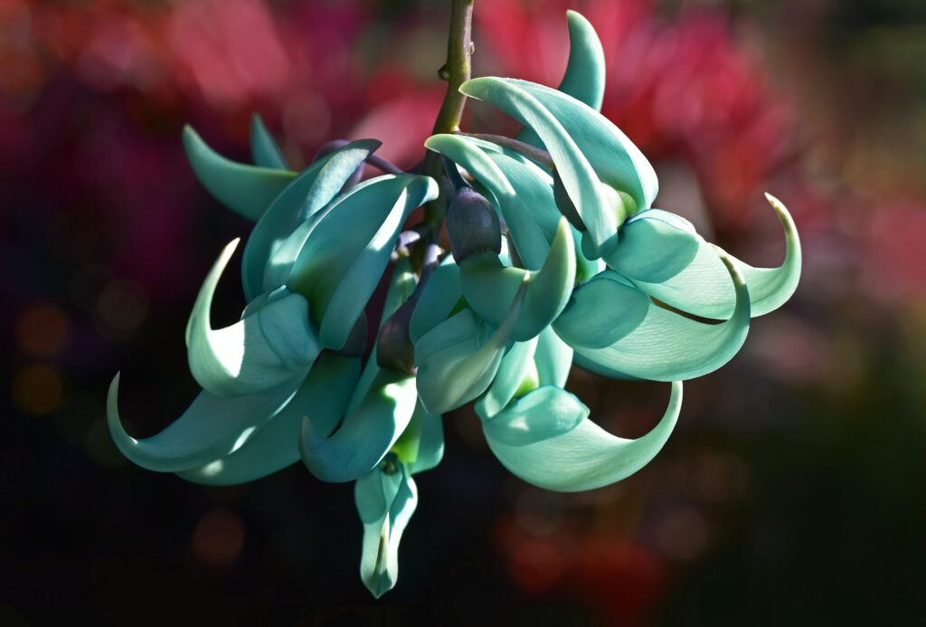 Blue jade vine petals curl upward on a green stem with red blurred flowers in the background.