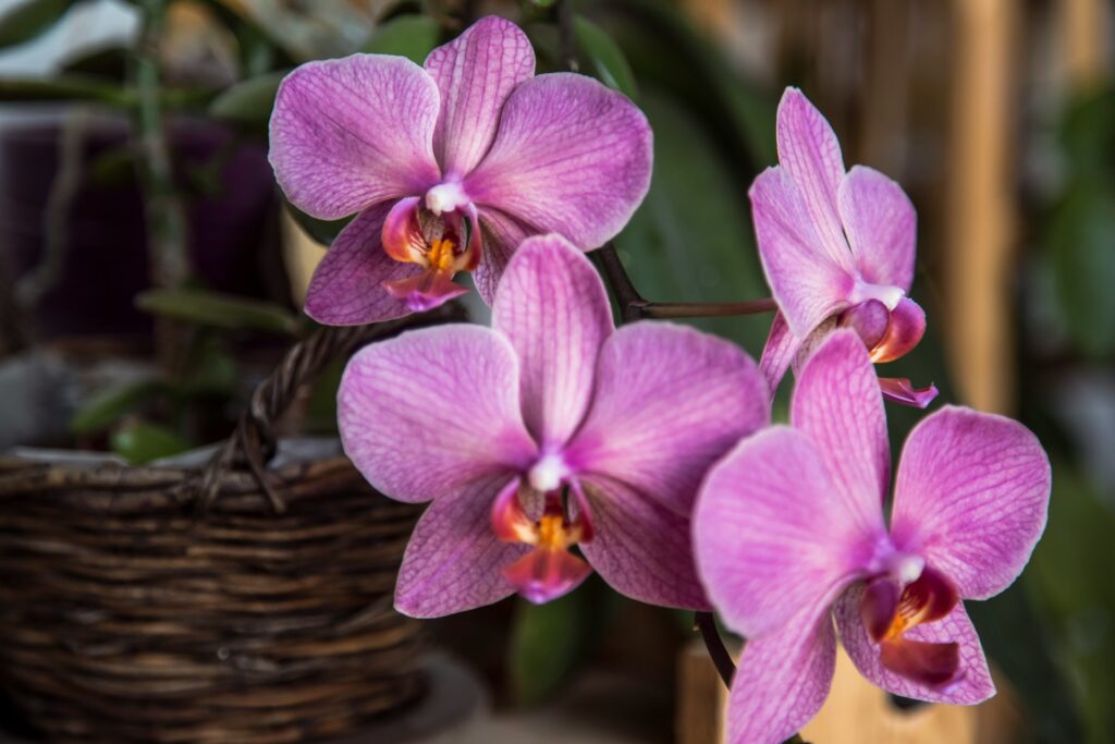 Purple moth orchids with greenery and a brown wicker basket in the background.
