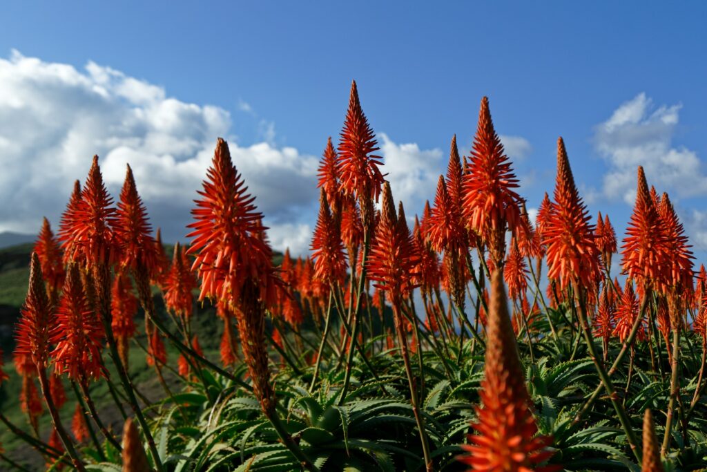 Red hot poker flowers fill the lens with a green hill and blue skies in the background.