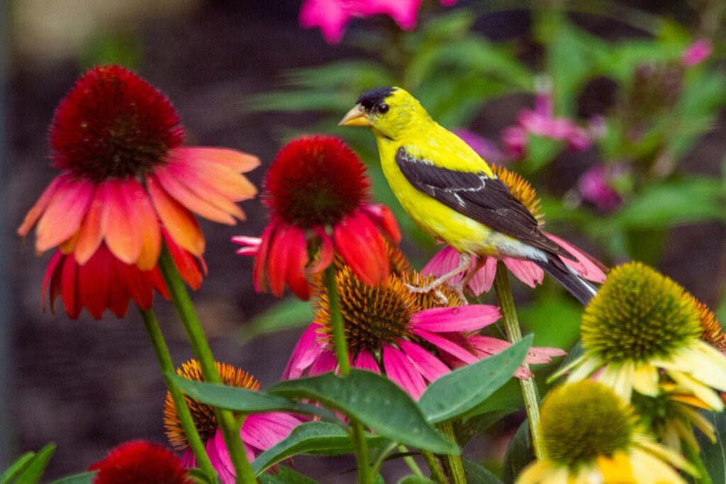A mixture of red, pink and yellow coneflowers with a yellow and black bird sitting on top of them. More flowers and greenery is blurred in the background.