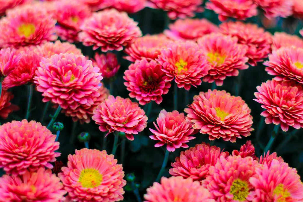 Pink and yellow flowers on green stems.