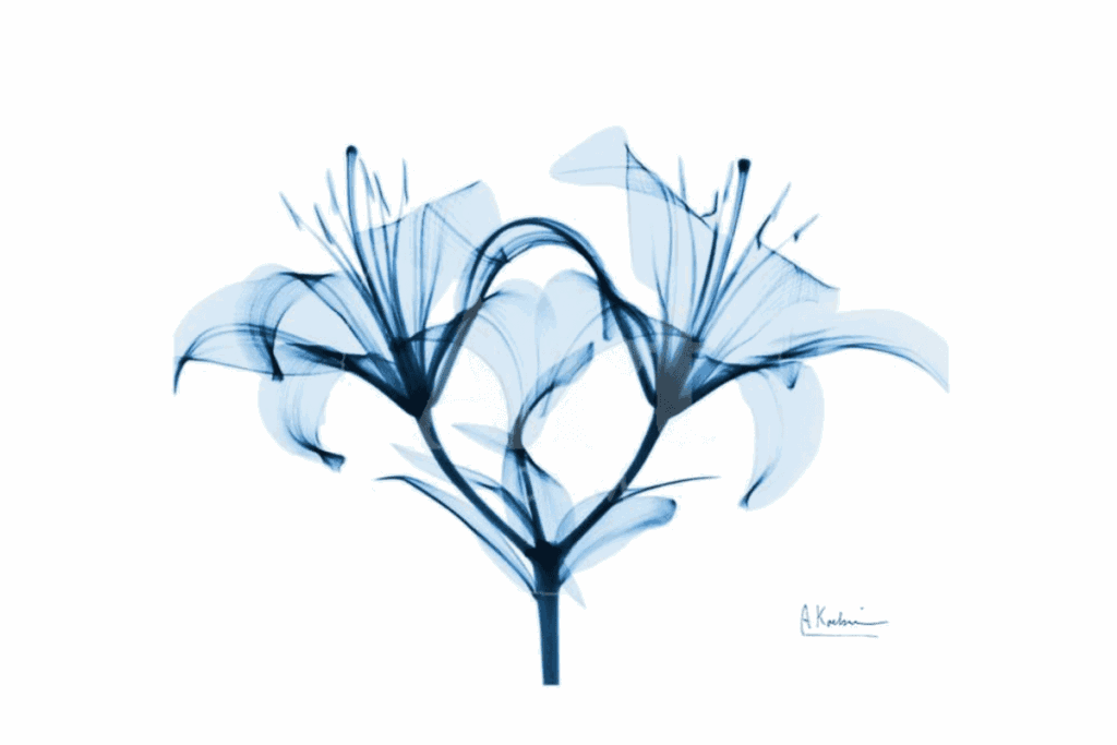 art of pretty blue lilies