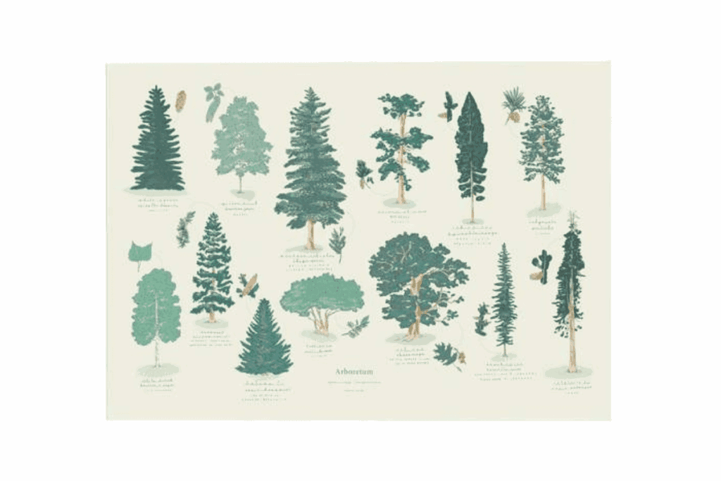 art print of a variety of trees and descriptions of them