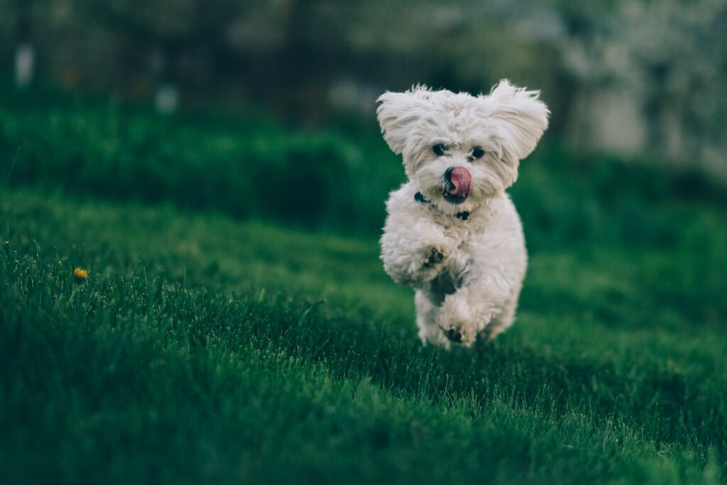 a Bichon Frise running on grass