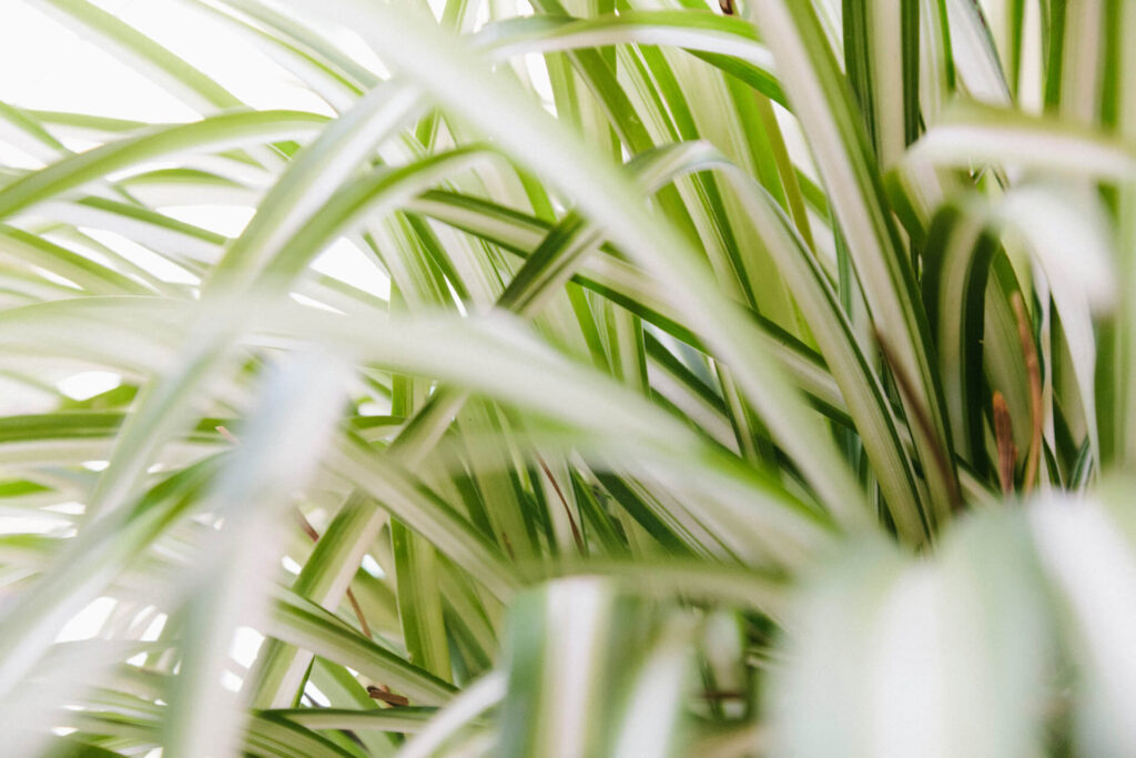 close up of spider plant leaves
