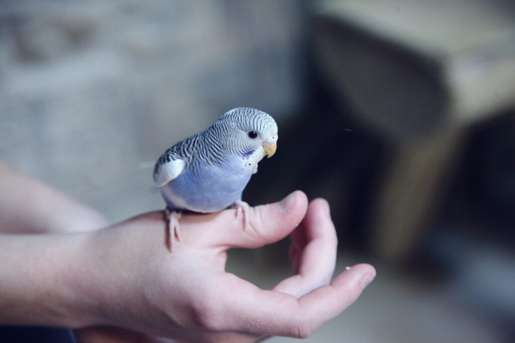 small bird sitting on a person's hand