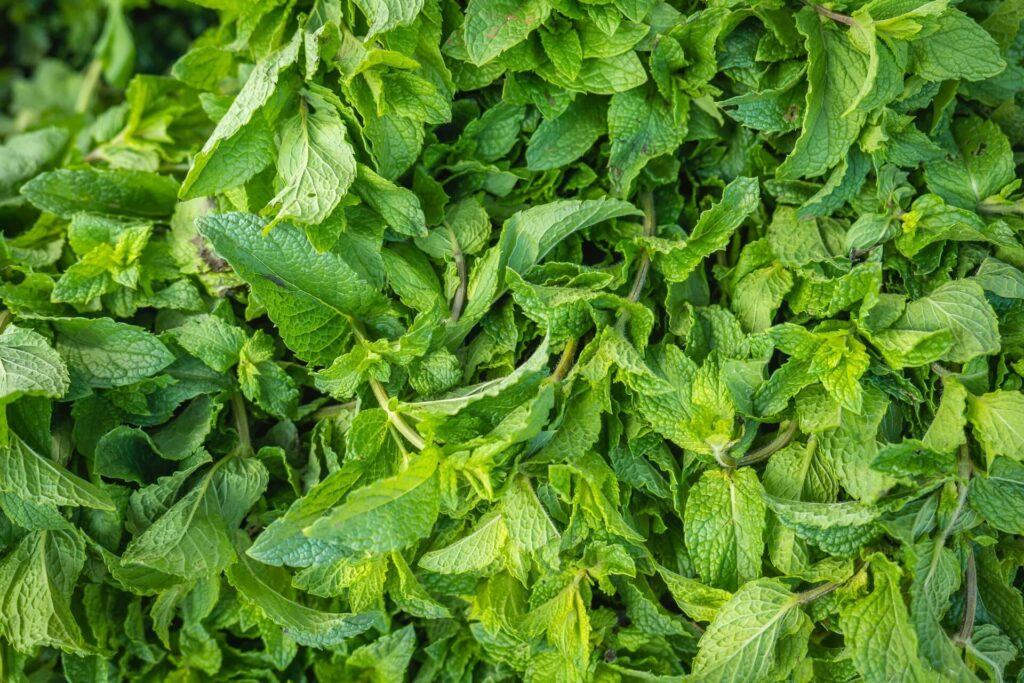 Peppermint leaves