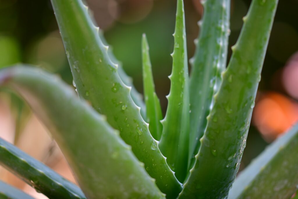 aloe vera plant for drought-resistant landscaping