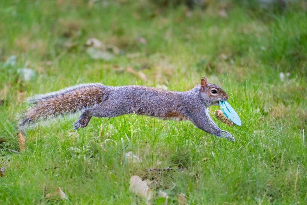 squirrel with food