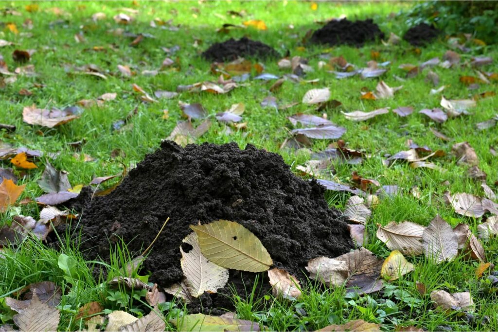 Mole hills in a garden covered in fall leaves