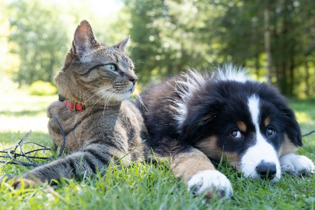 cat and dog sitting together outside on the grass