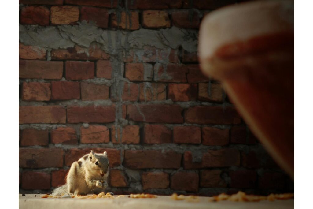 A rodent on the ground eating something.