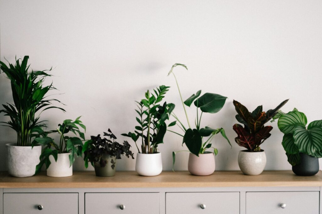 Green plants in white ceramic pots on top of a counter