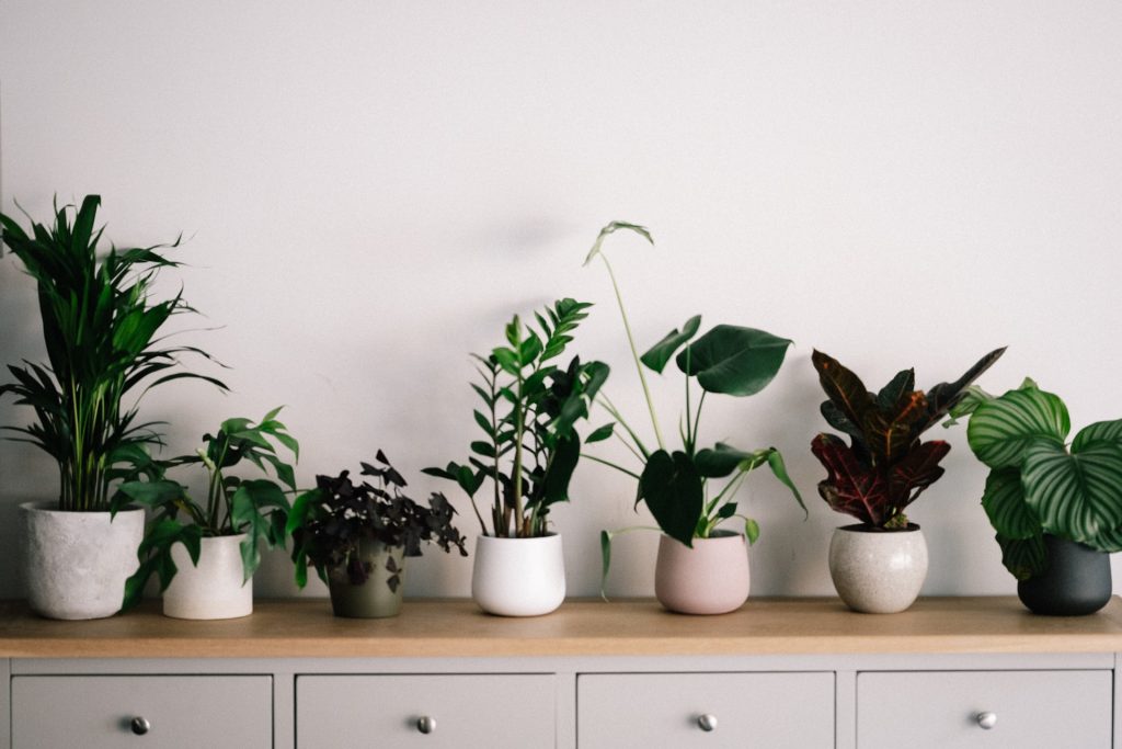 A row of small, potted green plants on a counter