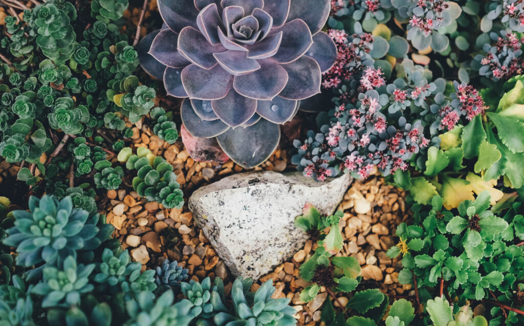 succulents in a garden