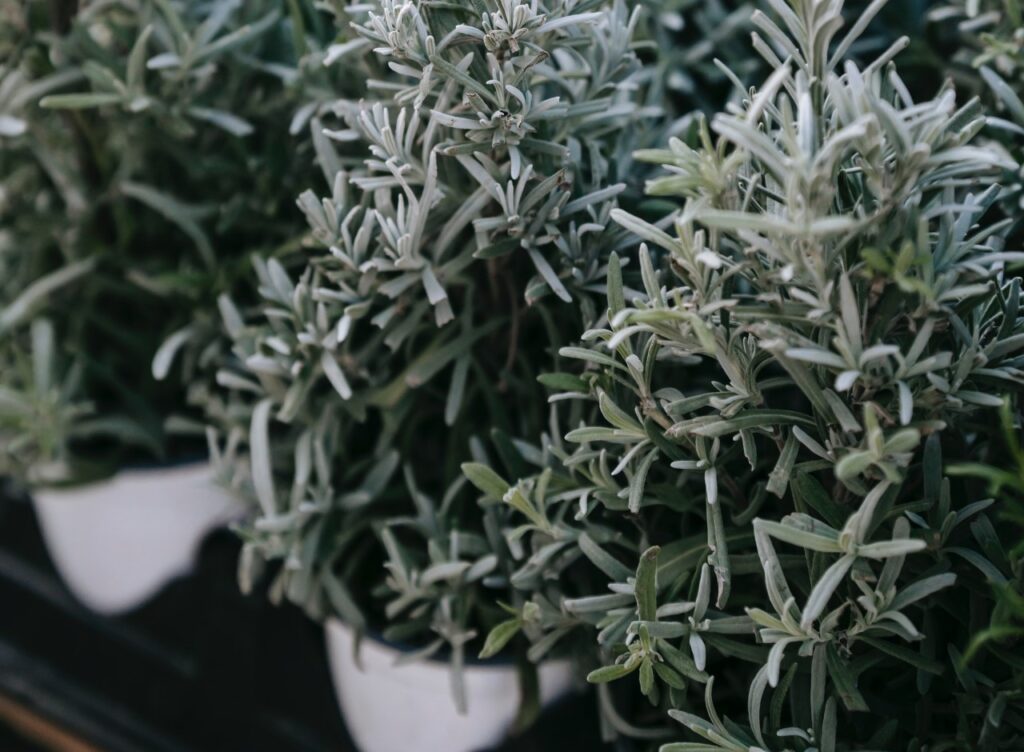 rows of potted plants