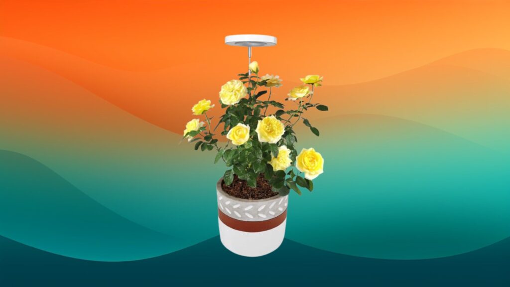 white round artificial light for plants over a yellow flowered plant in front of an orange and teal gradient background