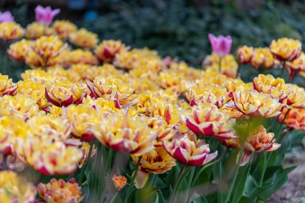 Yellow and red flowers sprout in a large cluster against a blurred green background in a garden.