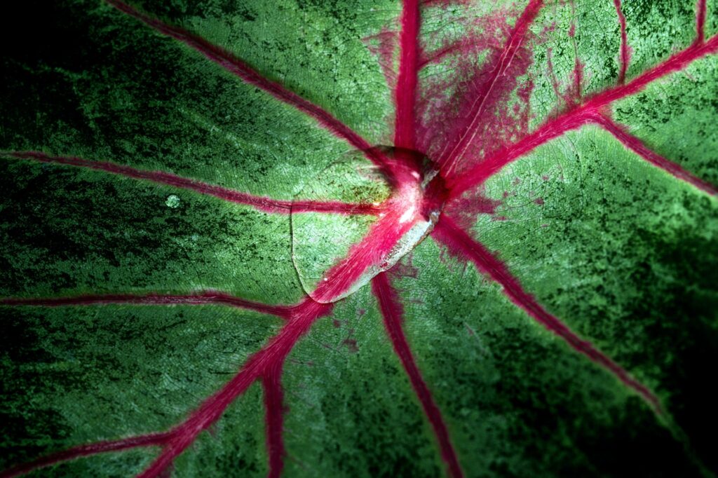 an up-close green plant with red veins with a dew drop