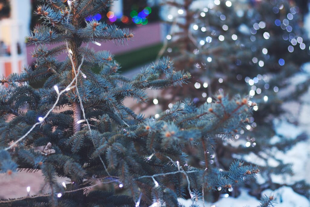 how to put Christmas lights on a tree - a tree with white lights