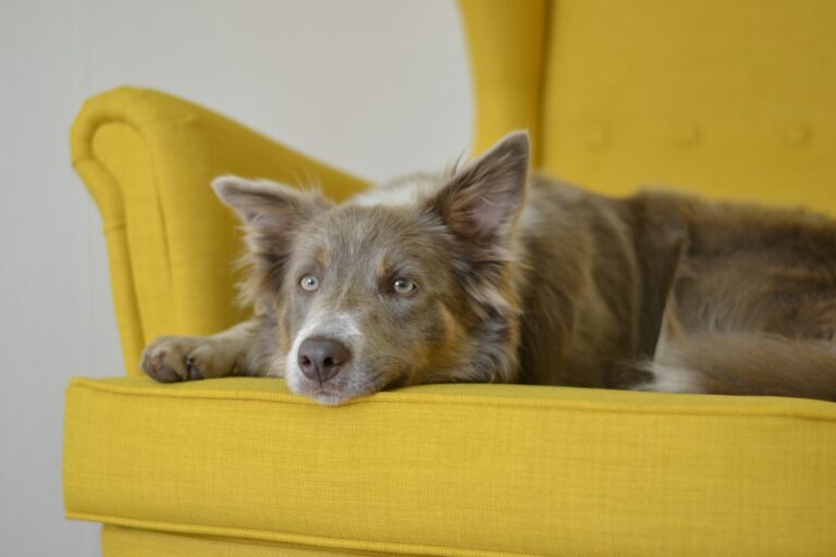 The Best Couch Materials for Dogs That Can Withstand Fur, Scratches, and Stains