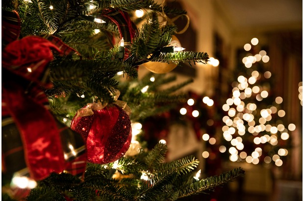 Base your Christmas tree choice on your specific needs, whether that's strong branch strength, festive fragrance or excellent needle retention.