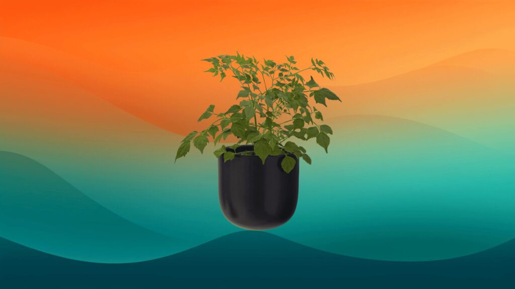 small black decorative indoor flower pots with a small plant sticking out the top in front of an orange and teal background