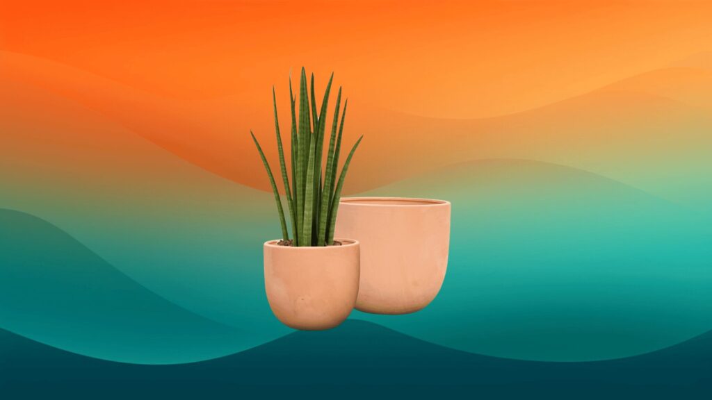 two terracotta decorative indoor flower pots in front of an orange and teal background