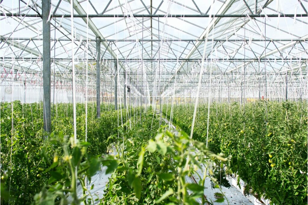 The interior of a greenhouse full of crops