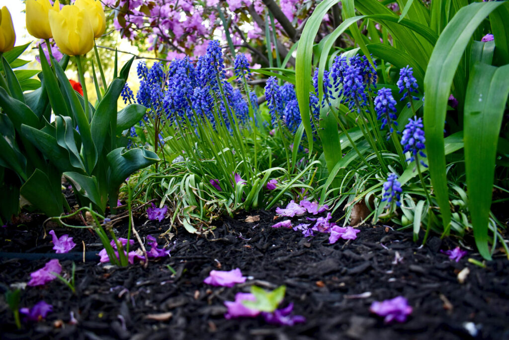 flower garden and soil