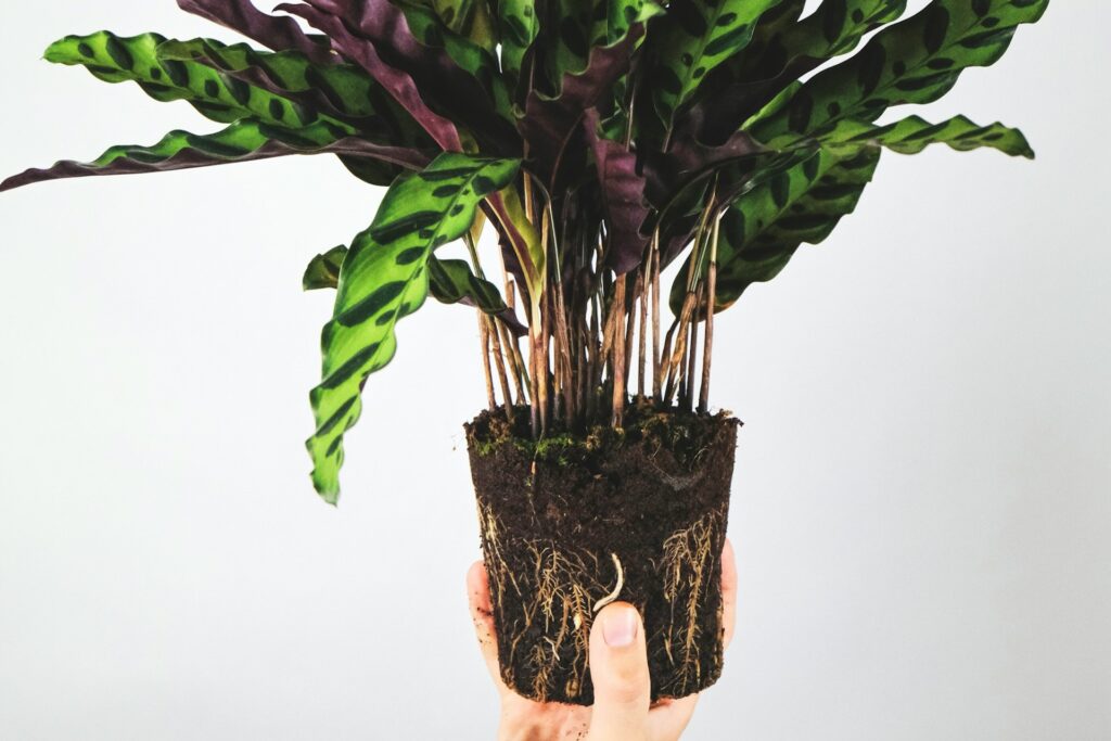 A person holding a houseplant with the roots exposed