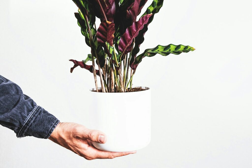 A person holding a houseplant in a white pot.