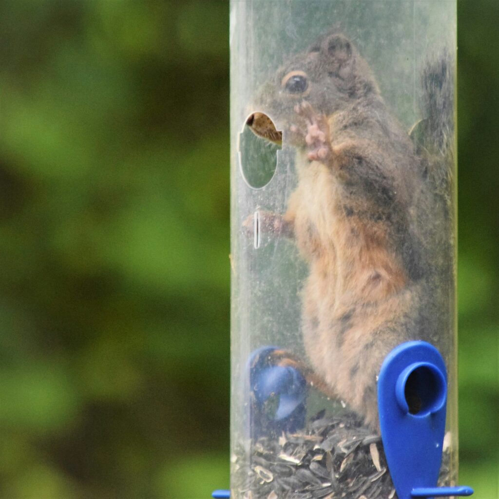 trapped squirrel
