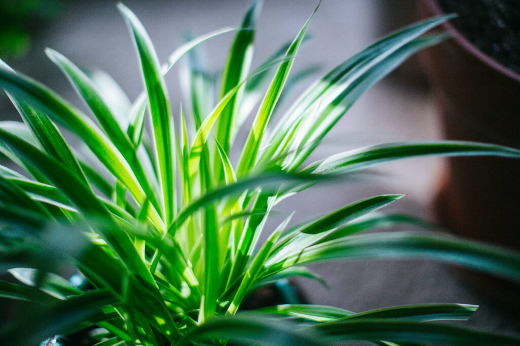 close up of a spider plant